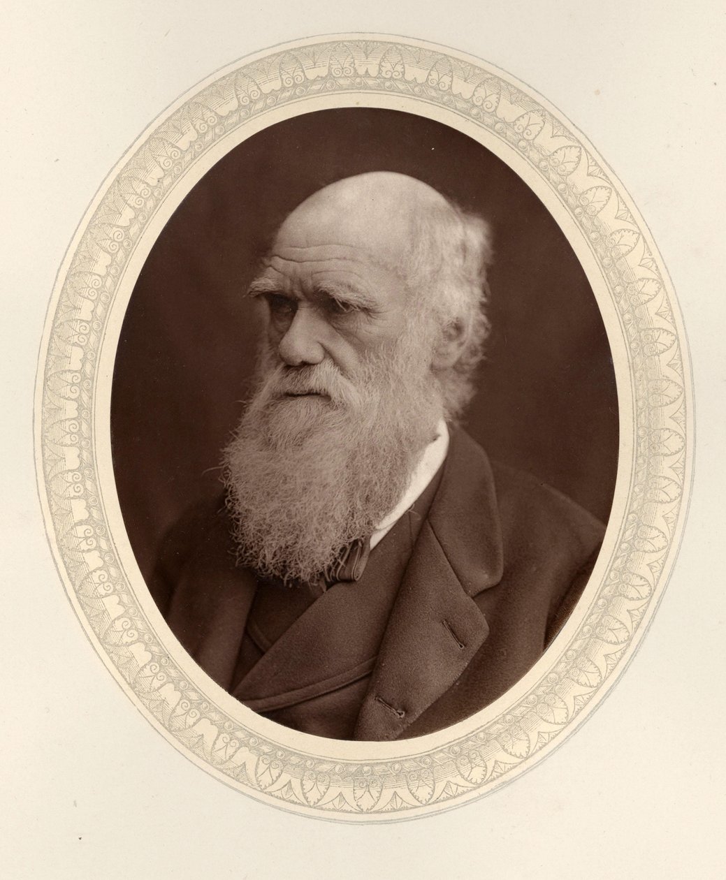 Portrait de Charles Darwin 1809-1882, 1877 - Photo studio Lock and Whitfield