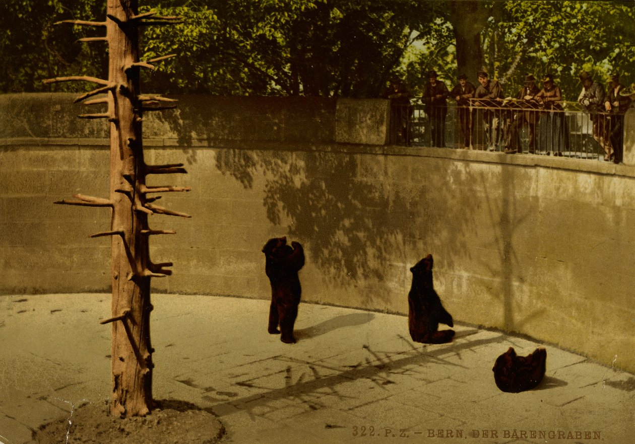 La ville de Berne. La fosse aux ours. - Photochrom Zürich