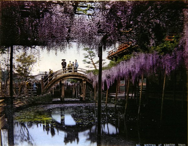 Glycine dans un jardin à Kameido, vers 1900 - Photographer Japanese