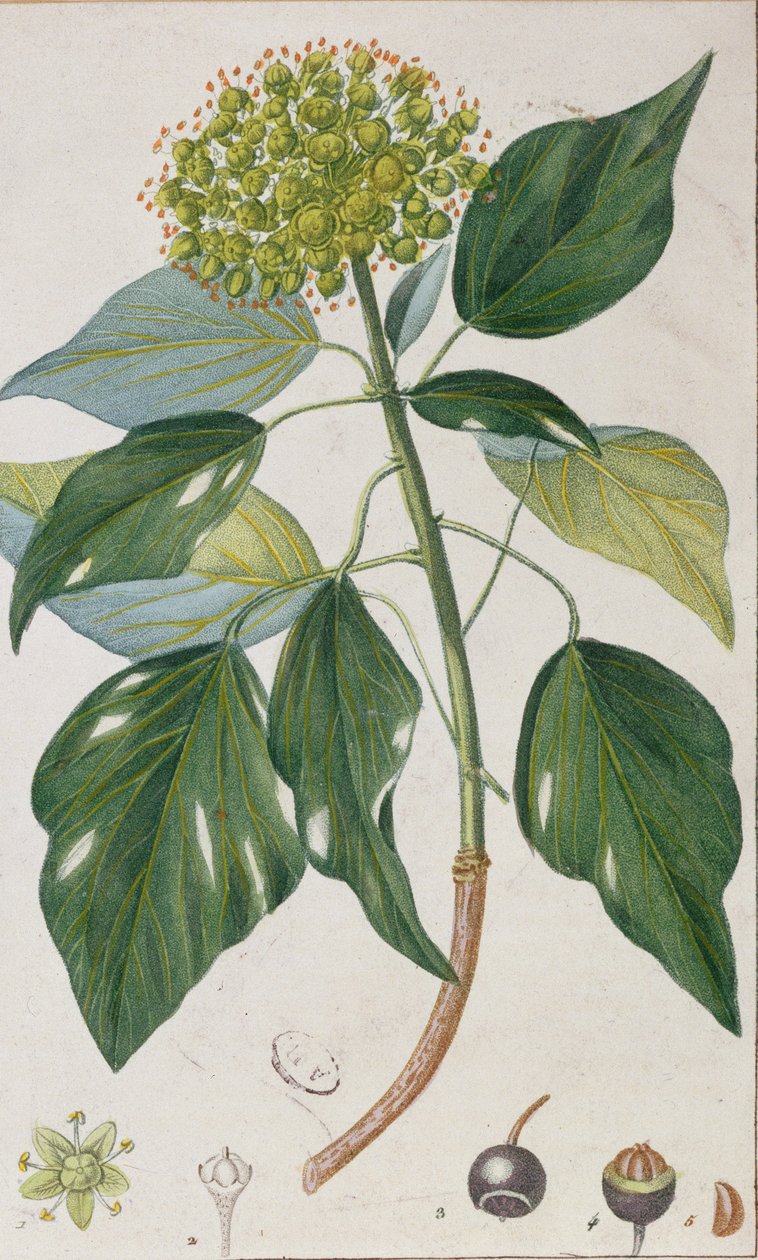 Lierre Grimpant, planche botanique, vers 1820 - Pierre Jean Francois Turpin