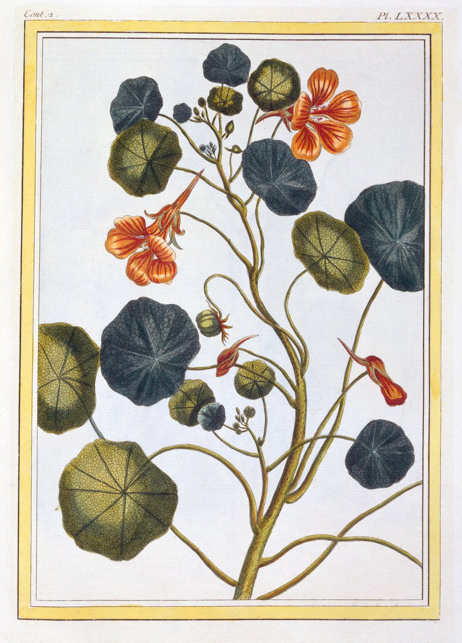 La Capucine (Nasturtium), vers 1776 - Pierre-Joseph Buchoz