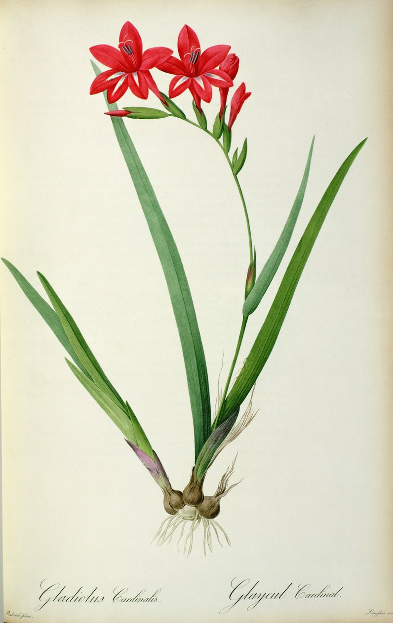Gladiolus Cardinalis, de 