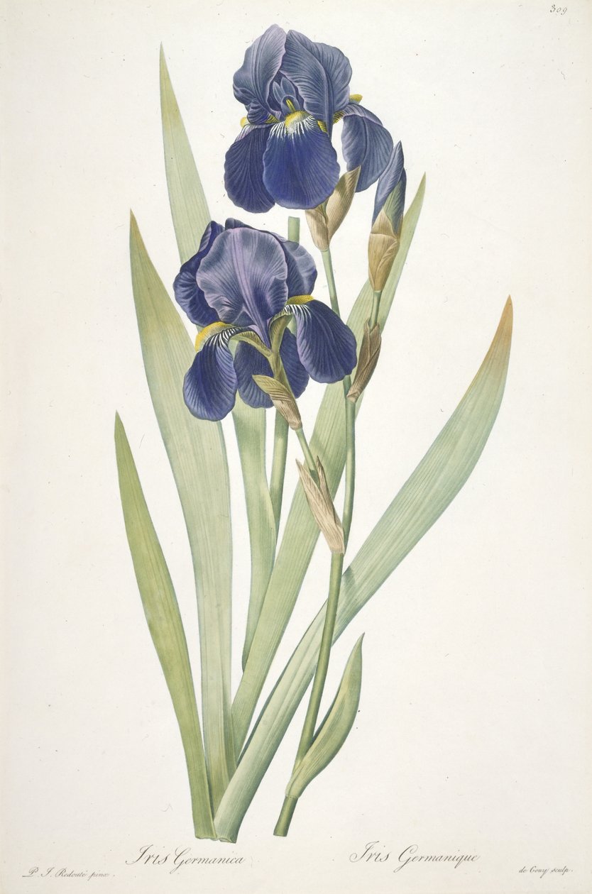 Iris germanica (Iris barbu), 1812 - Pierre Joseph Redouté