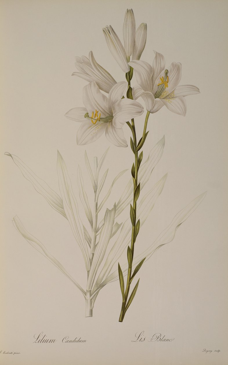 Lilium Candidum, de 
