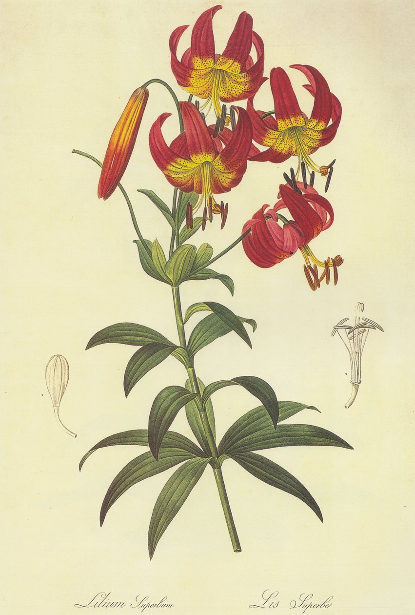 Lilium superbum Lithographie - Pierre-Joseph Redouté