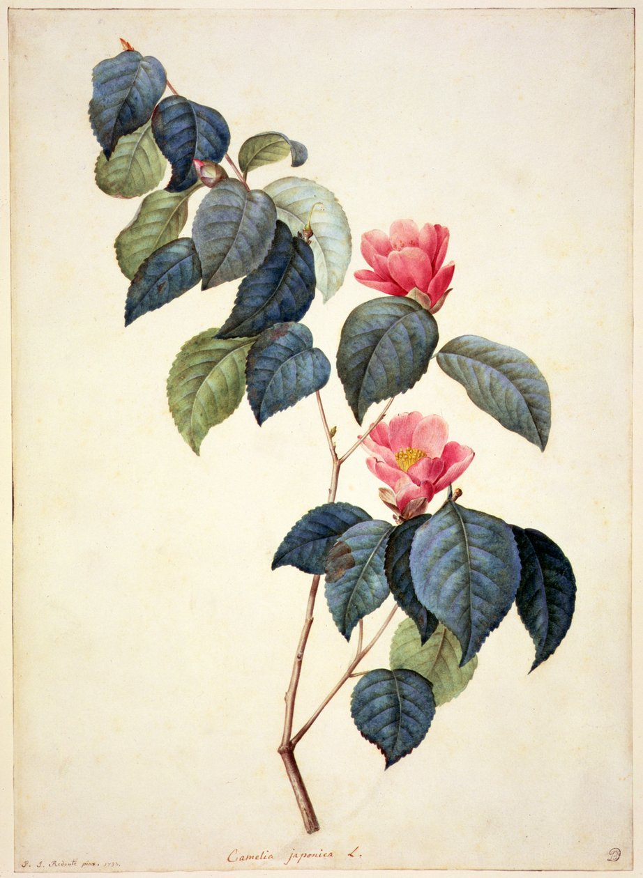 PD.21-1960 Camellia Japonica, 1793 - Pierre Joseph Redouté