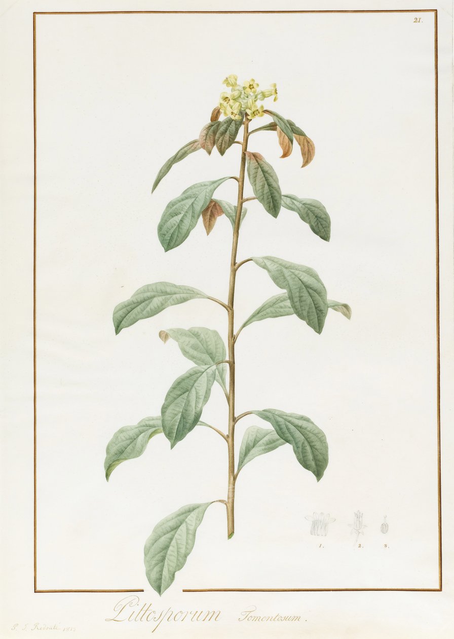 Paeonia Moutan var. B. Paeonia Suffruticosa, 1812 - Pierre Joseph Redouté
