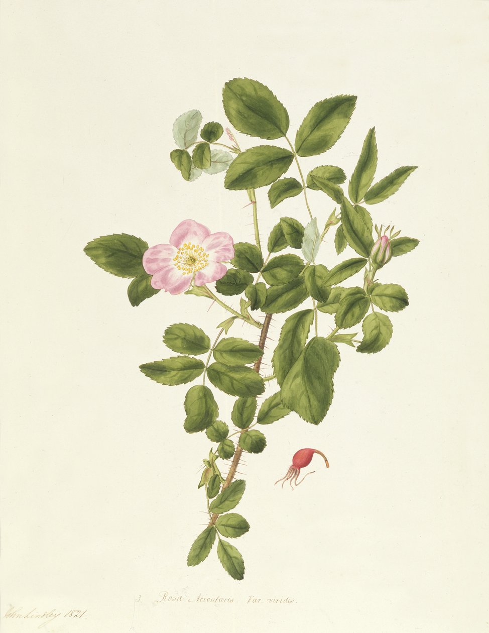 Rosa Acicularis Viridis - Pierre-Joseph Redouté