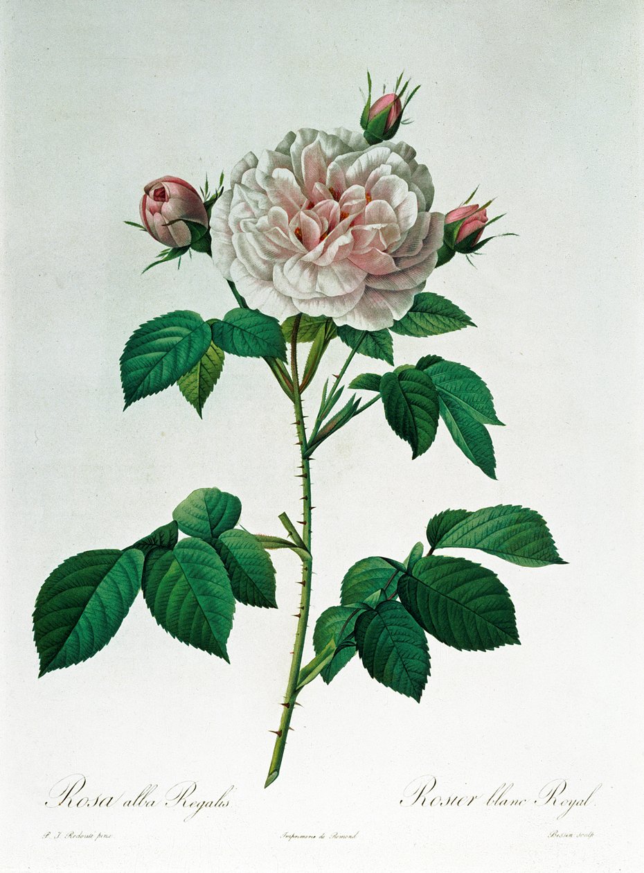Rosa Alba Regalis, gravée par Bessin - Pierre-Joseph Redouté