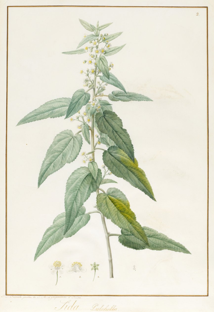 Sida Pulchella - Pierre Joseph Redouté