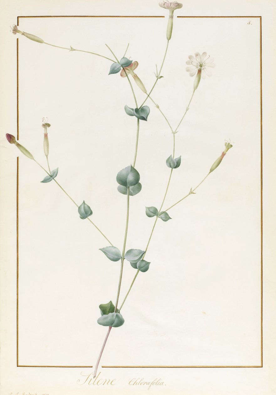 Silène Chloraefolia, 1810 - Pierre Joseph Redouté
