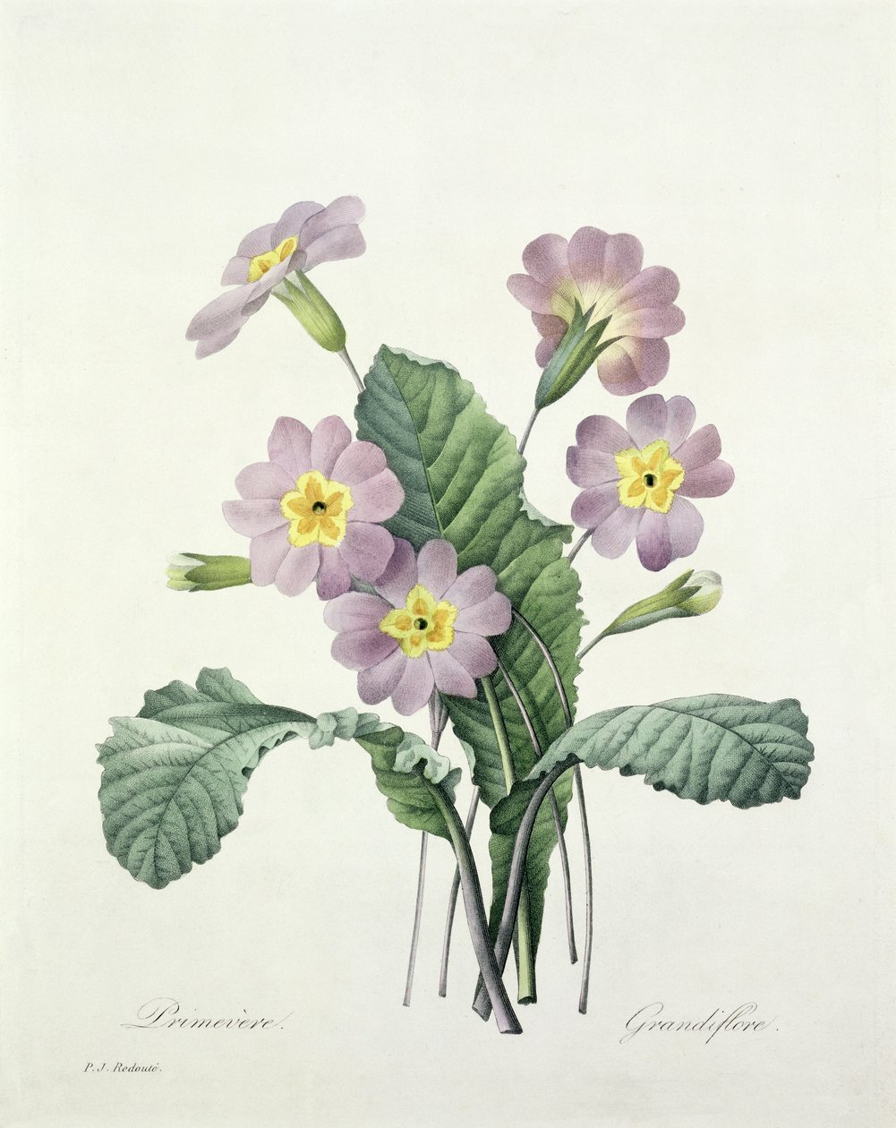 Primevère, gravé par Bessin, de 