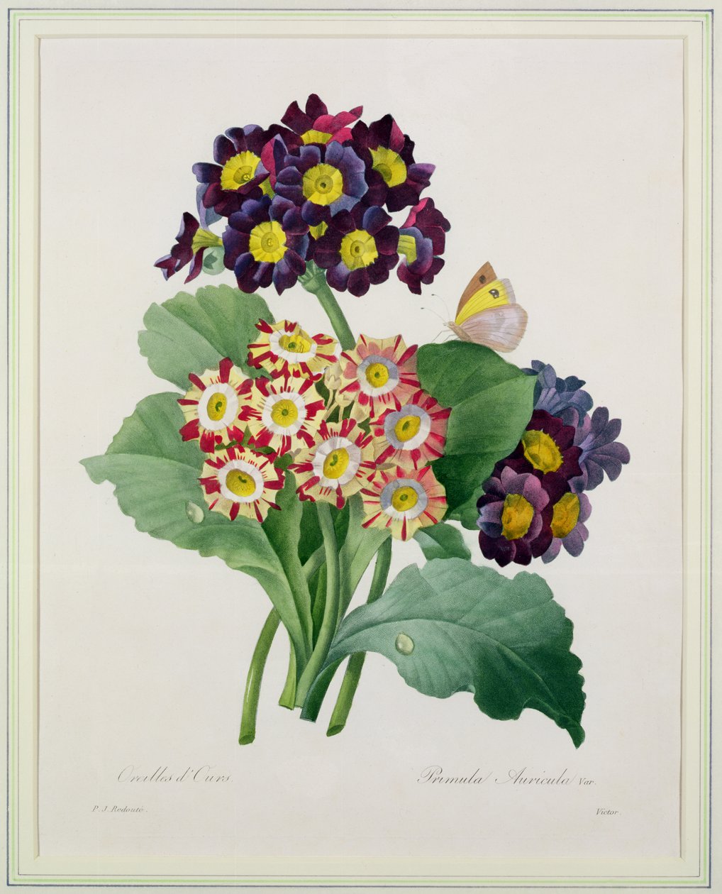 Primula auricula, gravé par Victor, de 