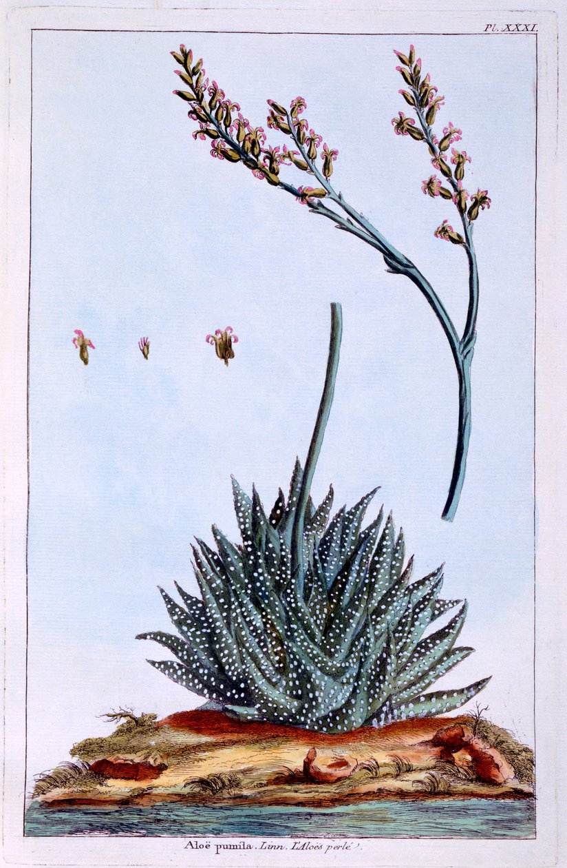Aloe, illustration de 