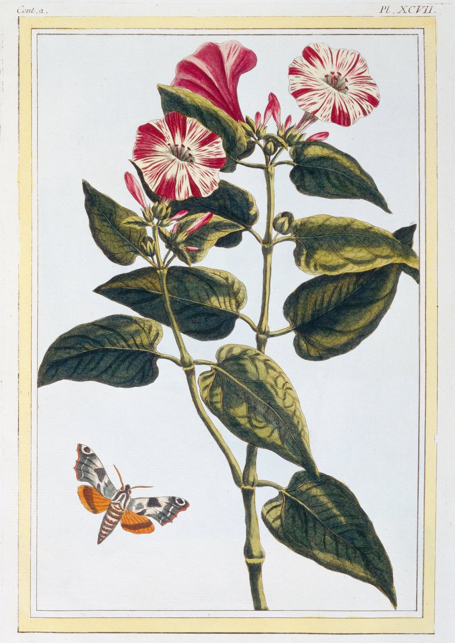 Gloire du matin, c.1766 - Pierre-Joseph Buchoz