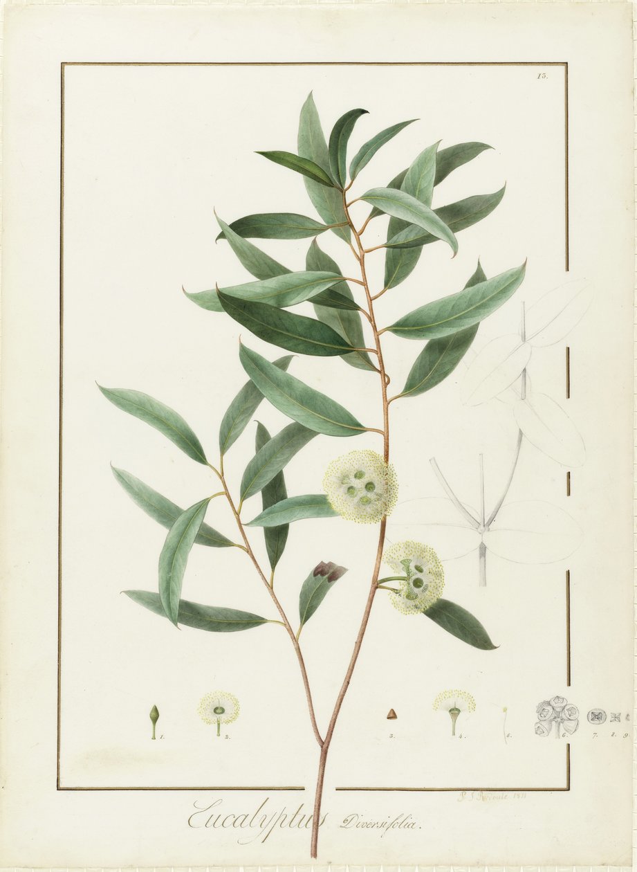 Eucalyptus Diversifolia, 1811 - Pierre Joseph Redouté