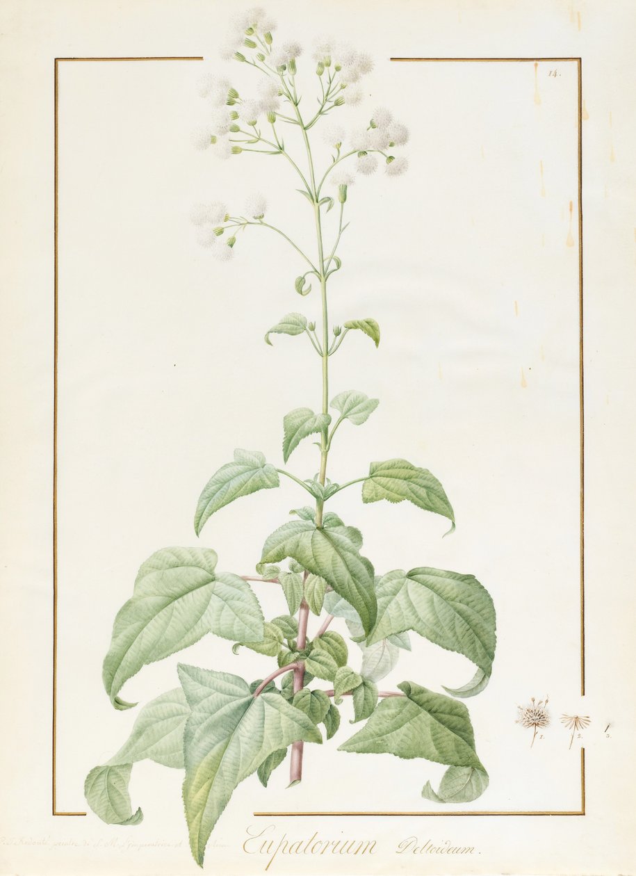 Eupatorium Deltoideum - Pierre Joseph Redouté
