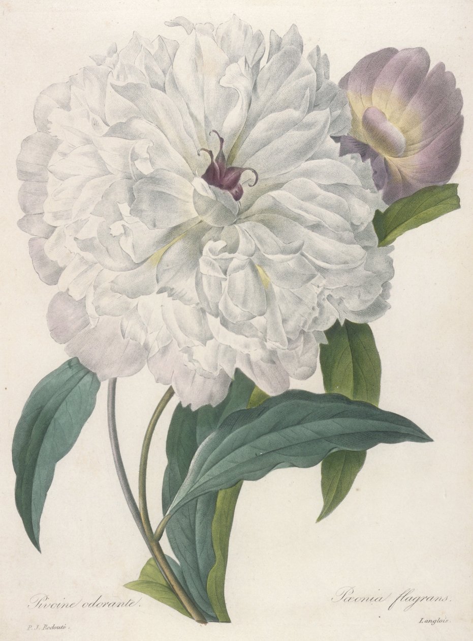 Paeonia flagrans (Pivoine), 1827 - Pierre Joseph Redouté