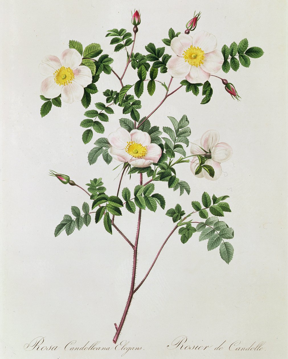 Rosa Candolleana Elegans - Pierre Joseph Redouté