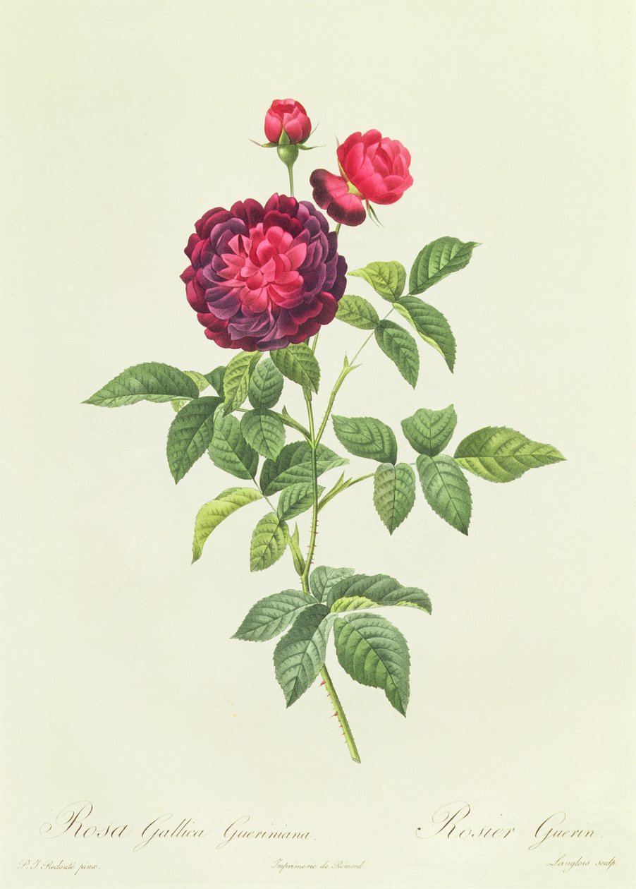 Rosa Gallica Gueriniana - Pierre Joseph Redouté