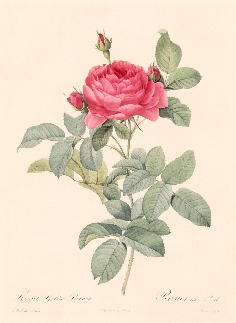 Rosa Gallica Pontiana - Pierre Joseph Redouté