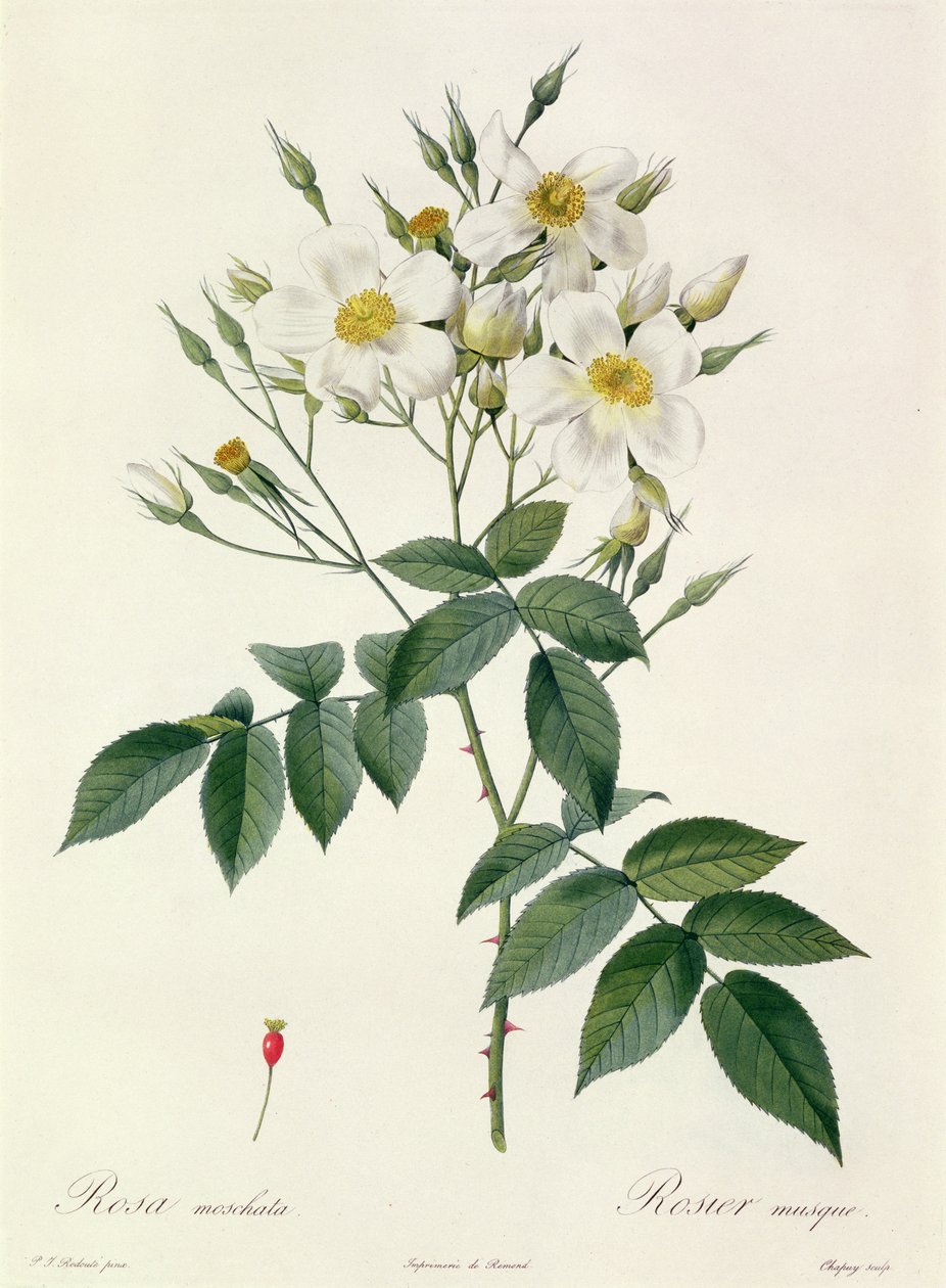 Rosa moschata ou Rose musquée - Pierre Joseph Redouté
