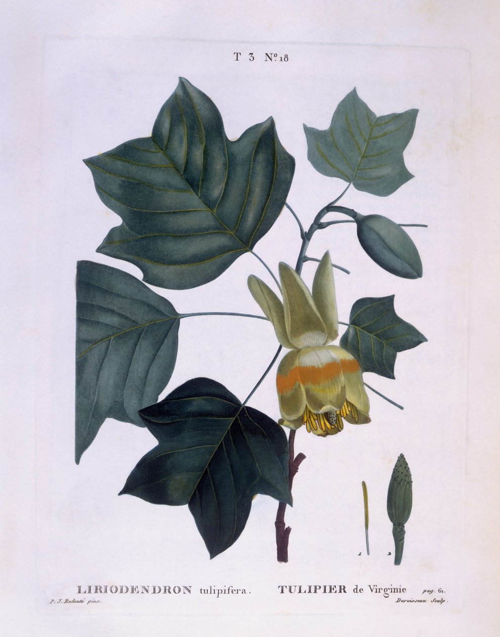 Tulipier de Virginie (Liriodendron tulipifera), planche botanique par Pierre Joseph Redouté - Pierre Joseph Redouté