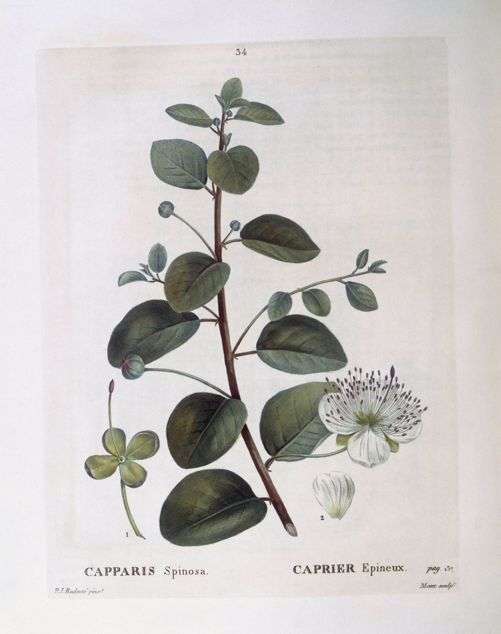 Câprier (Capparis spinosa), planche botanique par Pierre Joseph Redouté - Pierre Joseph Redouté