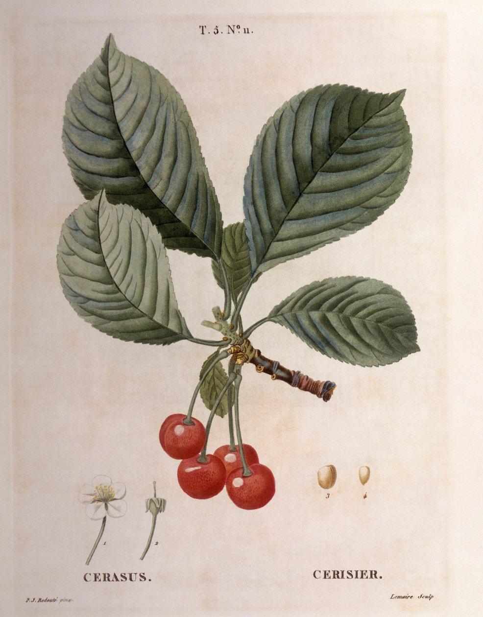 Cerisier (Cerasus), Henry Louis Duhamel du Monceau, planche botanique par Pierre Joseph Redouté - Pierre Joseph Redouté