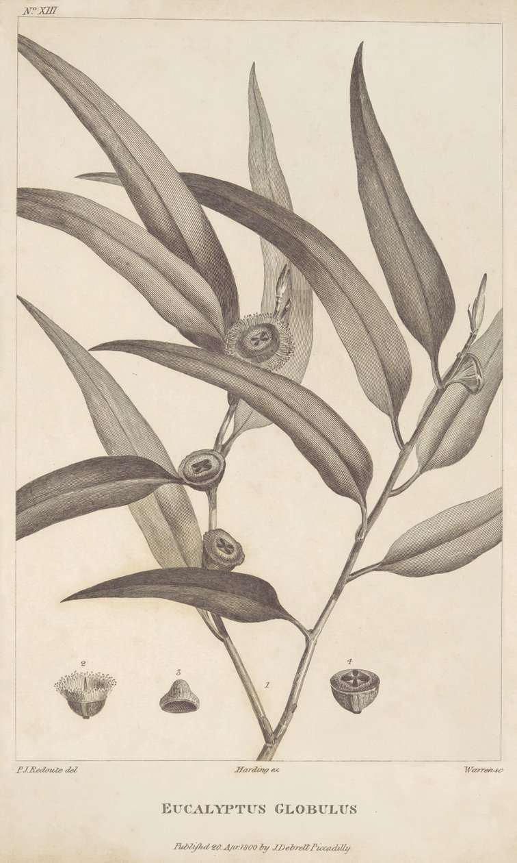 Eucalyptus Globulus de 