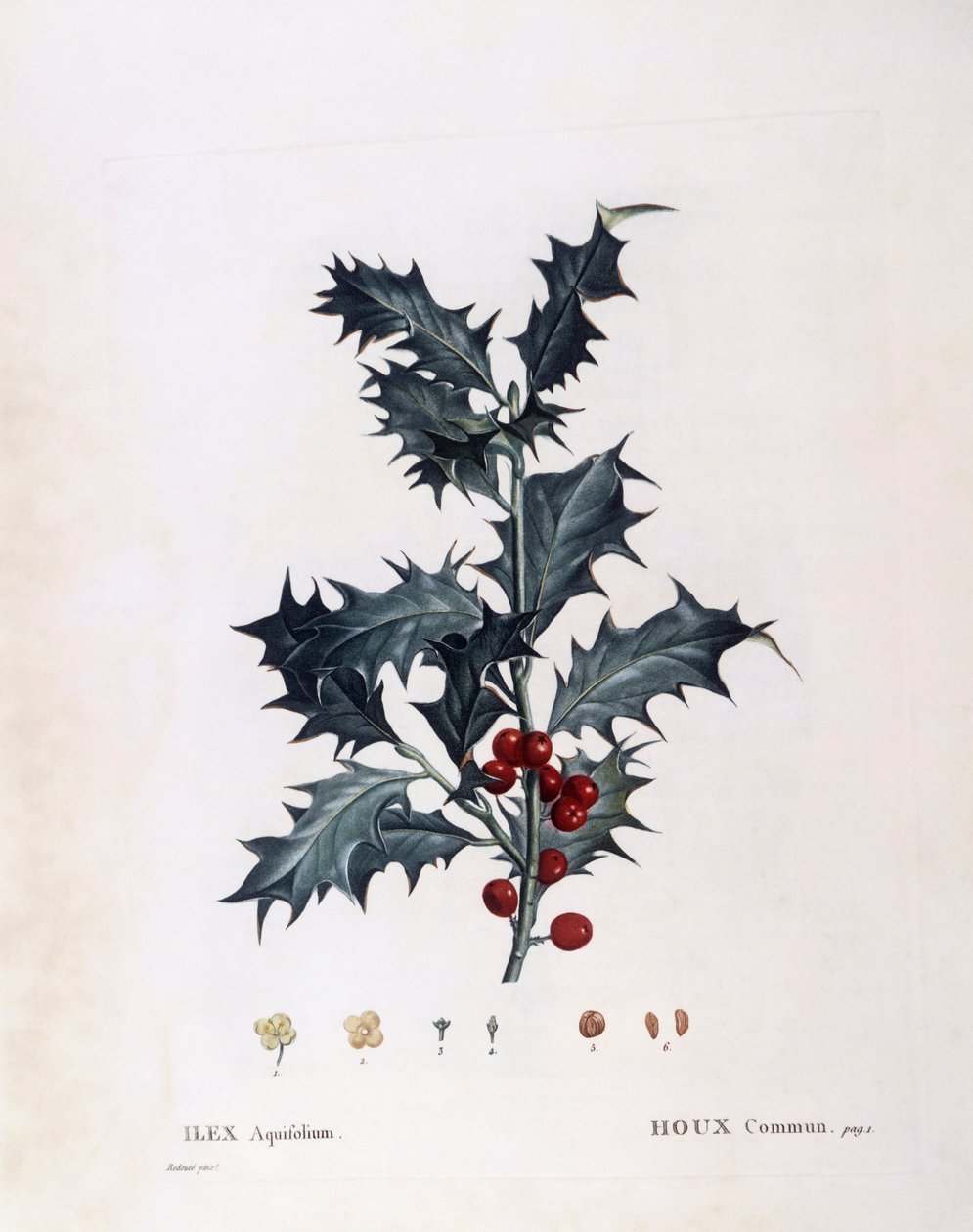 Houx européen (Ilex aquifolium), Henry Louis Duhamel du Monceau, planche botanique par Pierre Joseph Redouté - Pierre Joseph Redouté