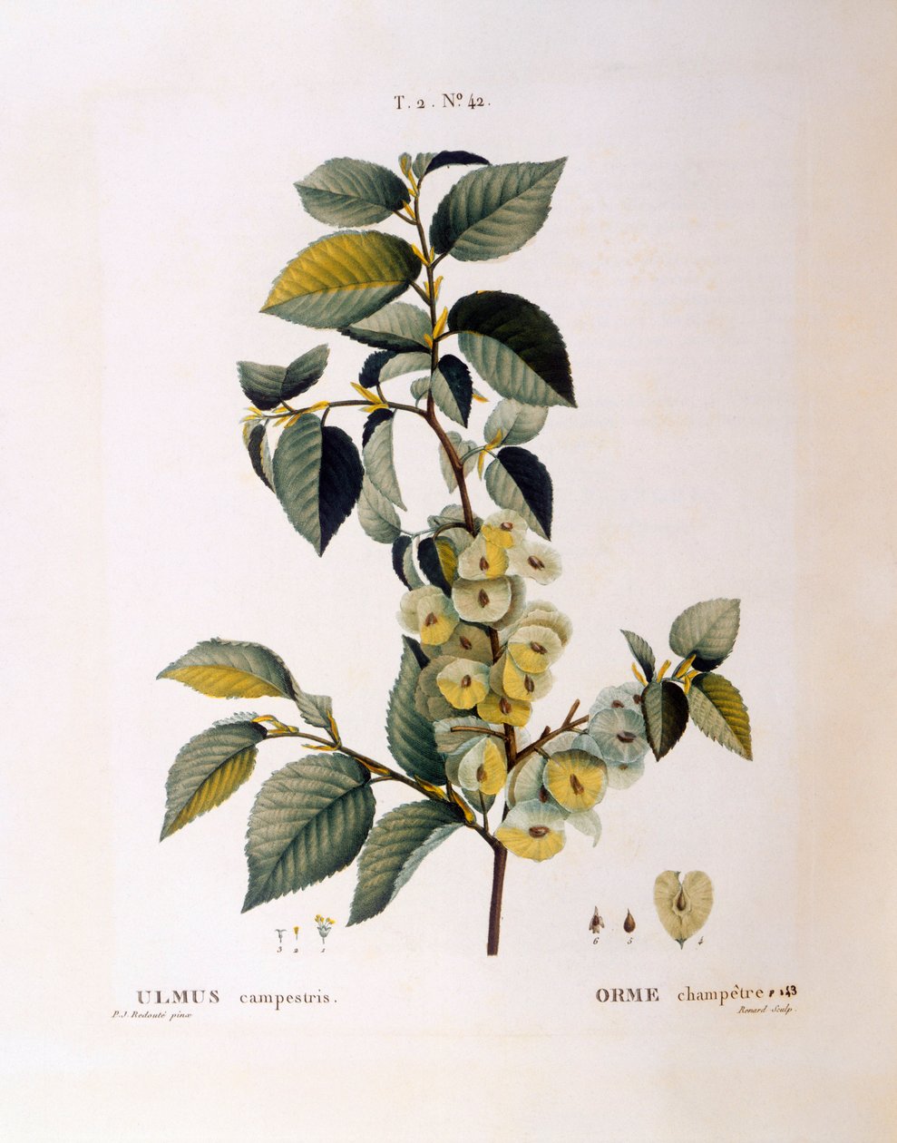 Orme champêtre (Ulmus campestris ou minor), planche botanique de Henry Louis Duhamel du Monceau par Pierre Joseph Redouté - Pierre Joseph Redouté