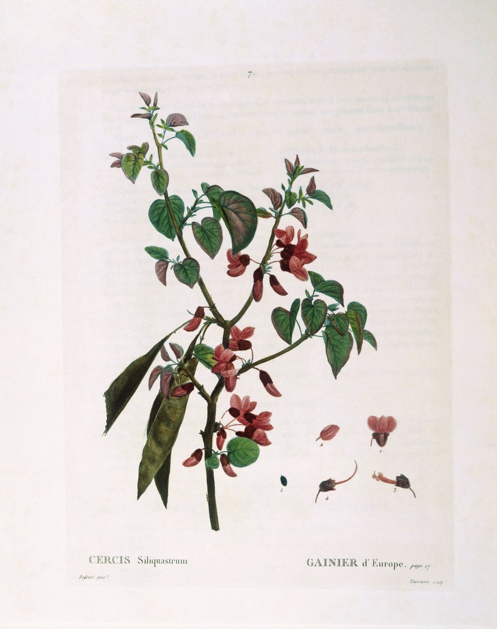 Arbre de Judée (Cercis siliquastrum), planche botanique de Henry Louis Duhamel du Monceau par Pierre Joseph Redouté - Pierre Joseph Redouté