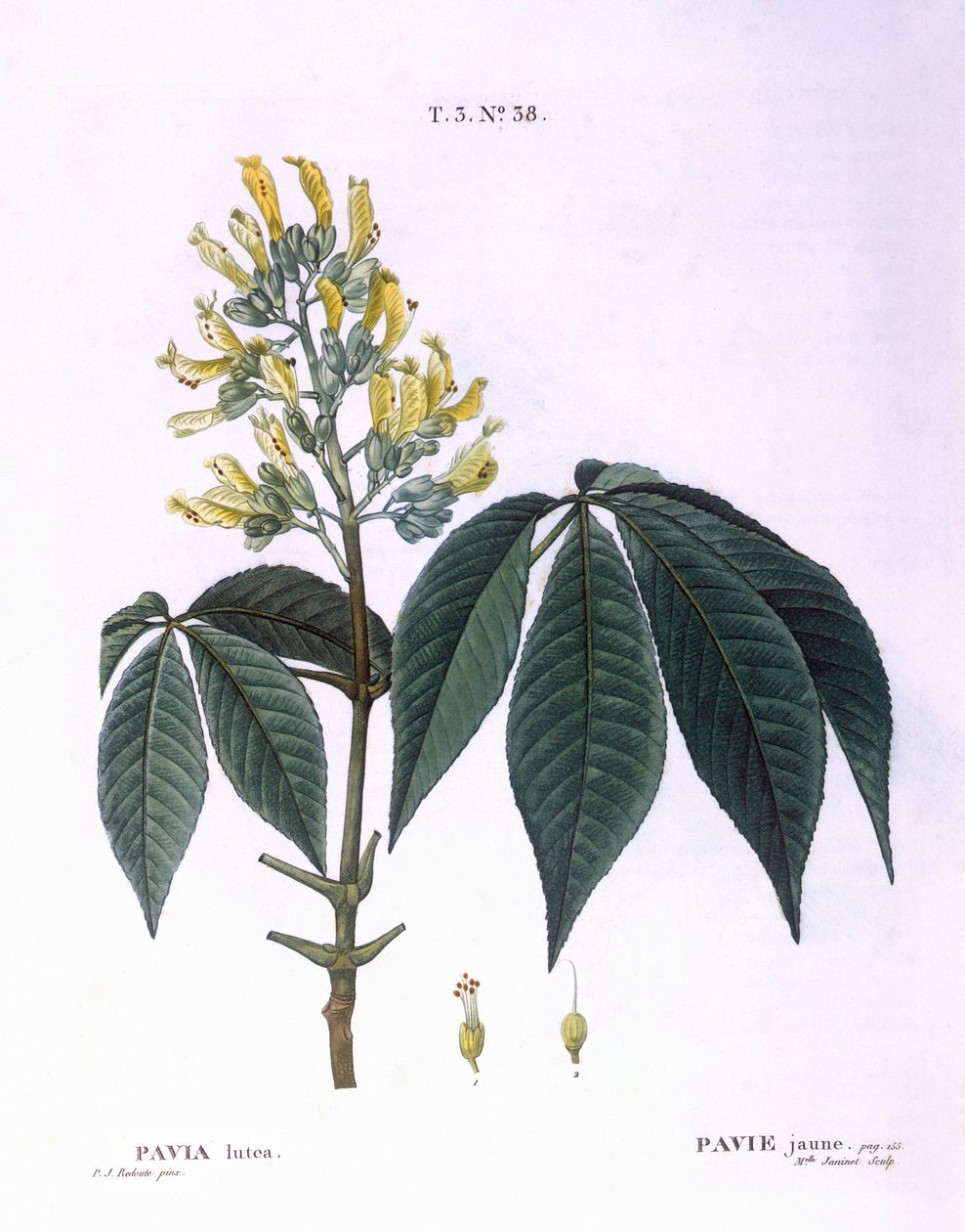 Pavia lutea, planche botanique par Pierre Joseph Redouté - Pierre-Joseph Redouté