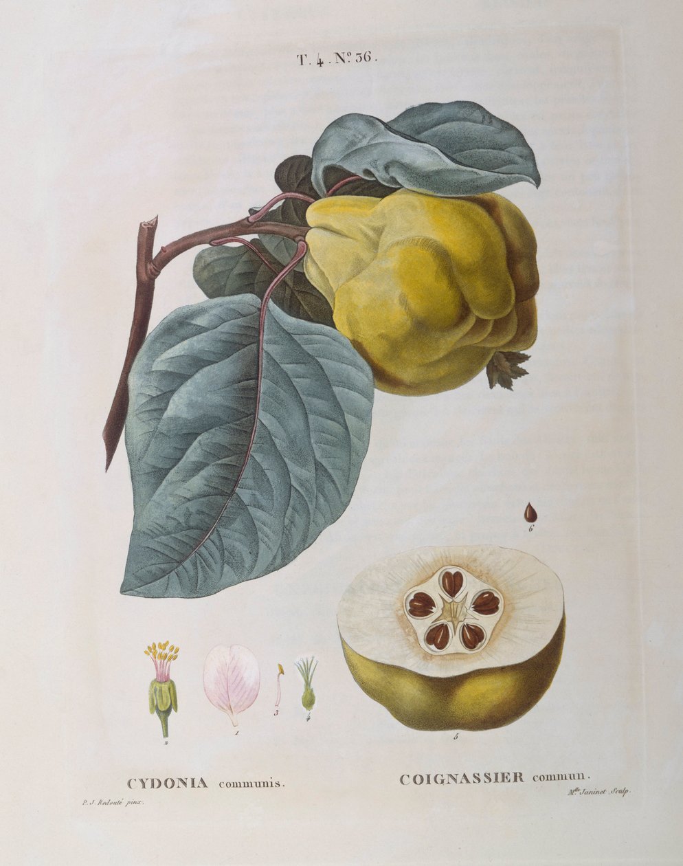 Coing (Cydonia communis), planche botanique par Pierre Joseph Redouté - Pierre Joseph Redouté