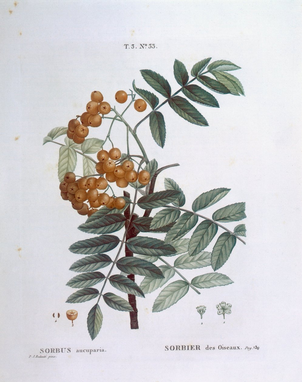 Sorbier des oiseleurs (Sorbus aucuparia), planche botanique par Pierre Joseph Redouté - Pierre Joseph Redouté
