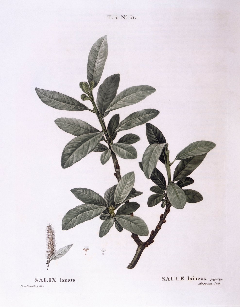 Saule laineux (Salix lanata), planche botanique par Pierre Joseph Redouté - Pierre Joseph Redouté