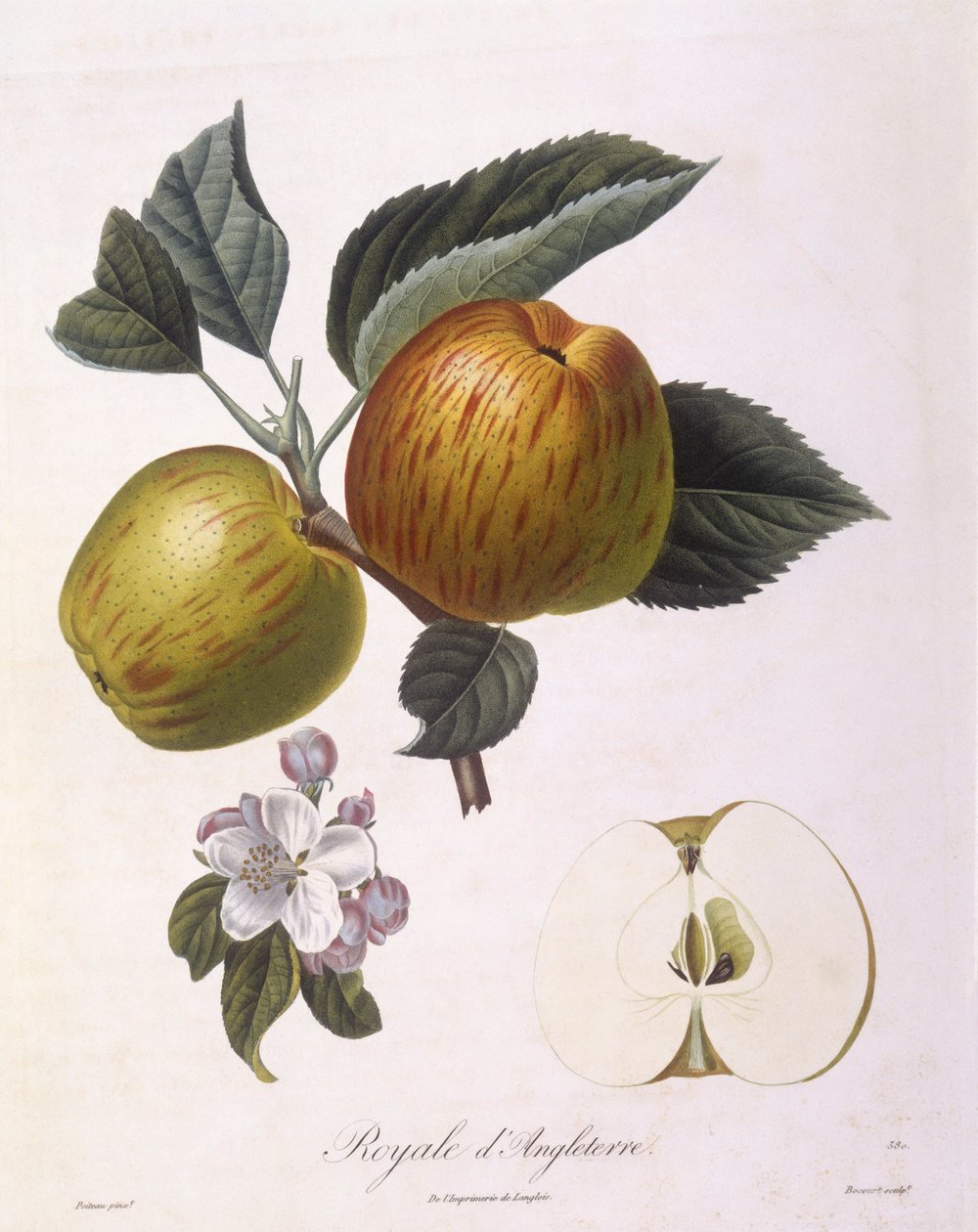 Pomme "Royale d