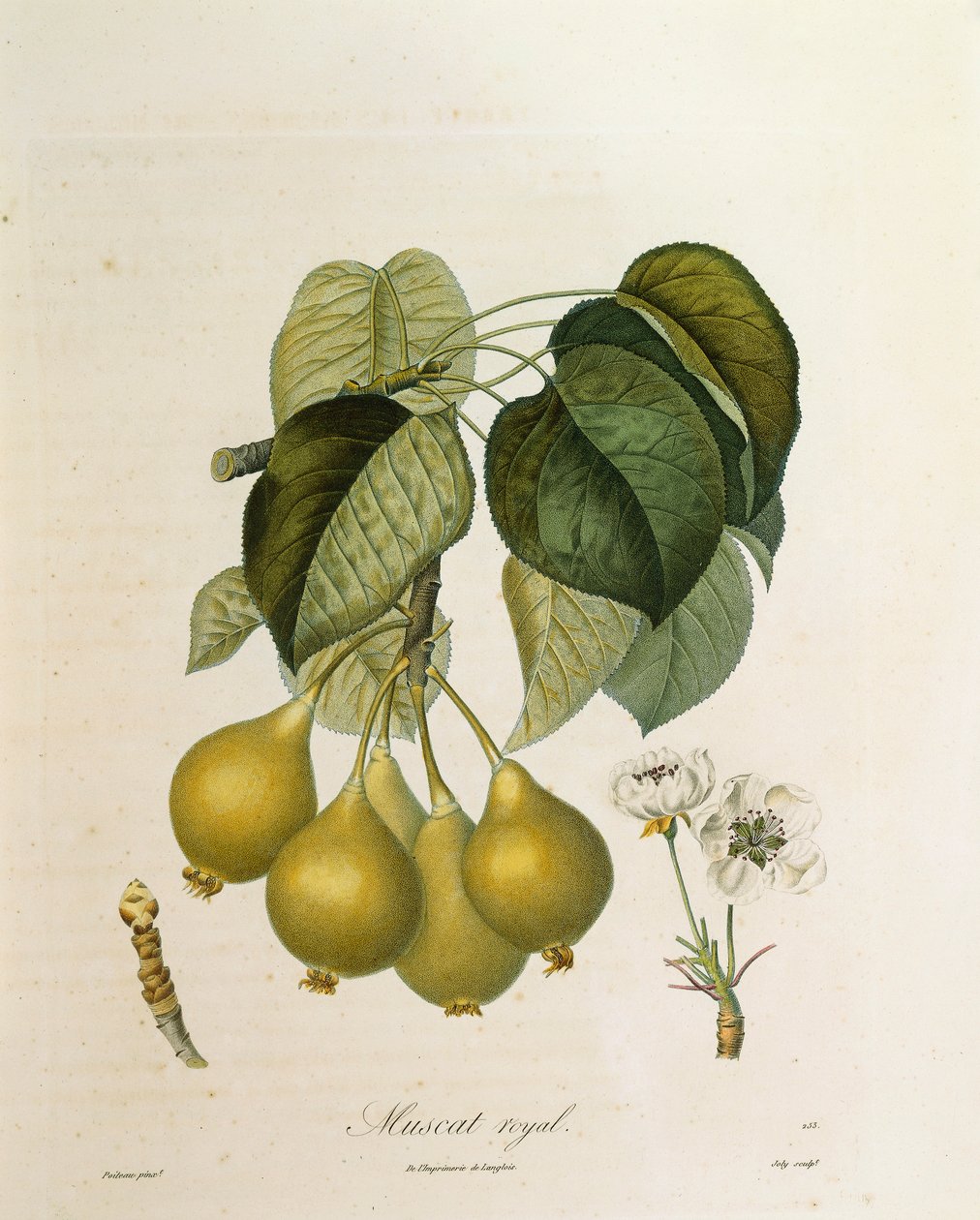 Abricot Muscat Royal par Antoine Poiteau - Pierre Antoine (after) Poiteau