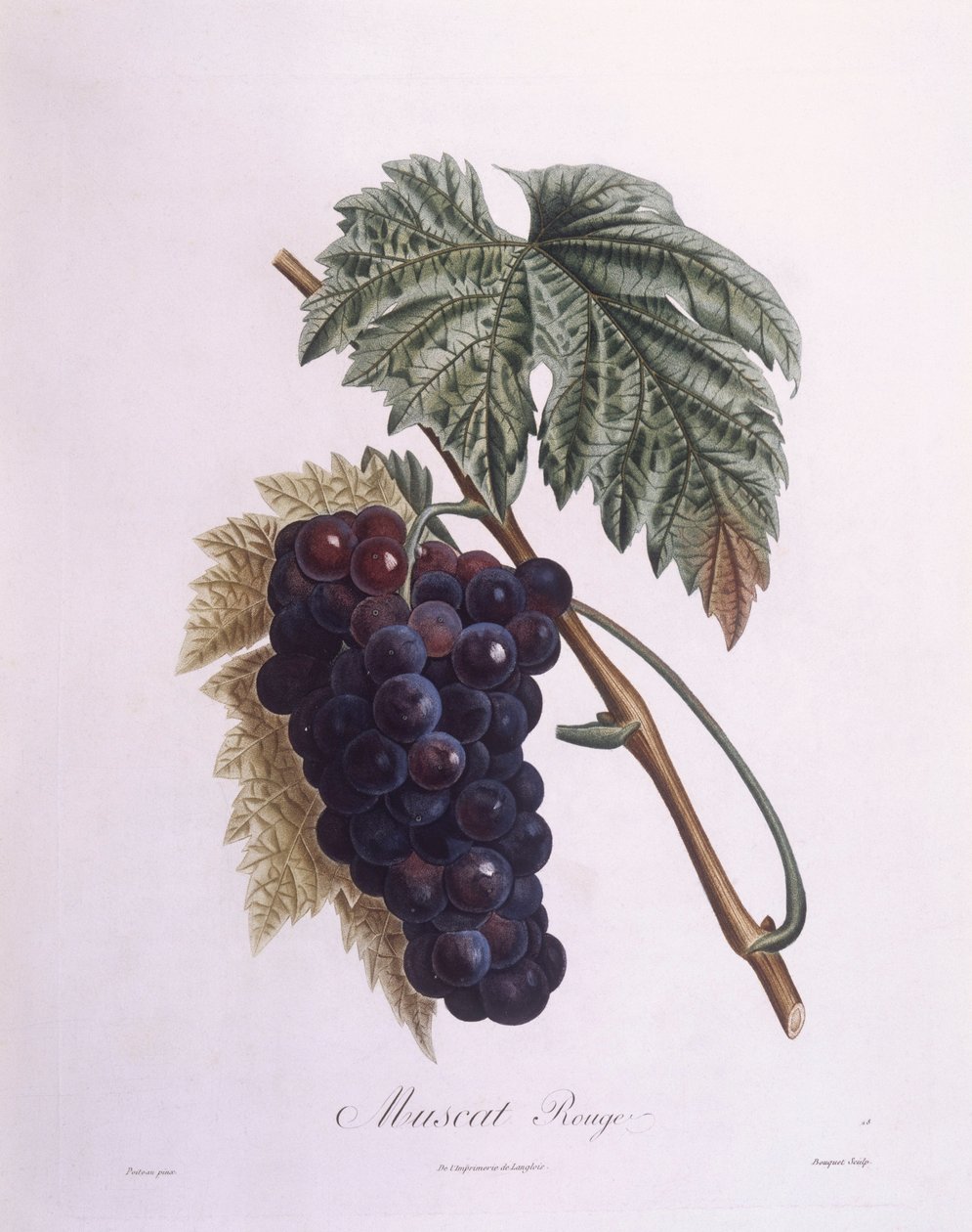 Vigne muscat (Vitis vinifera), planche botanique par Pierre Antoine Poiteau - Pierre Antoine (after) Poiteau