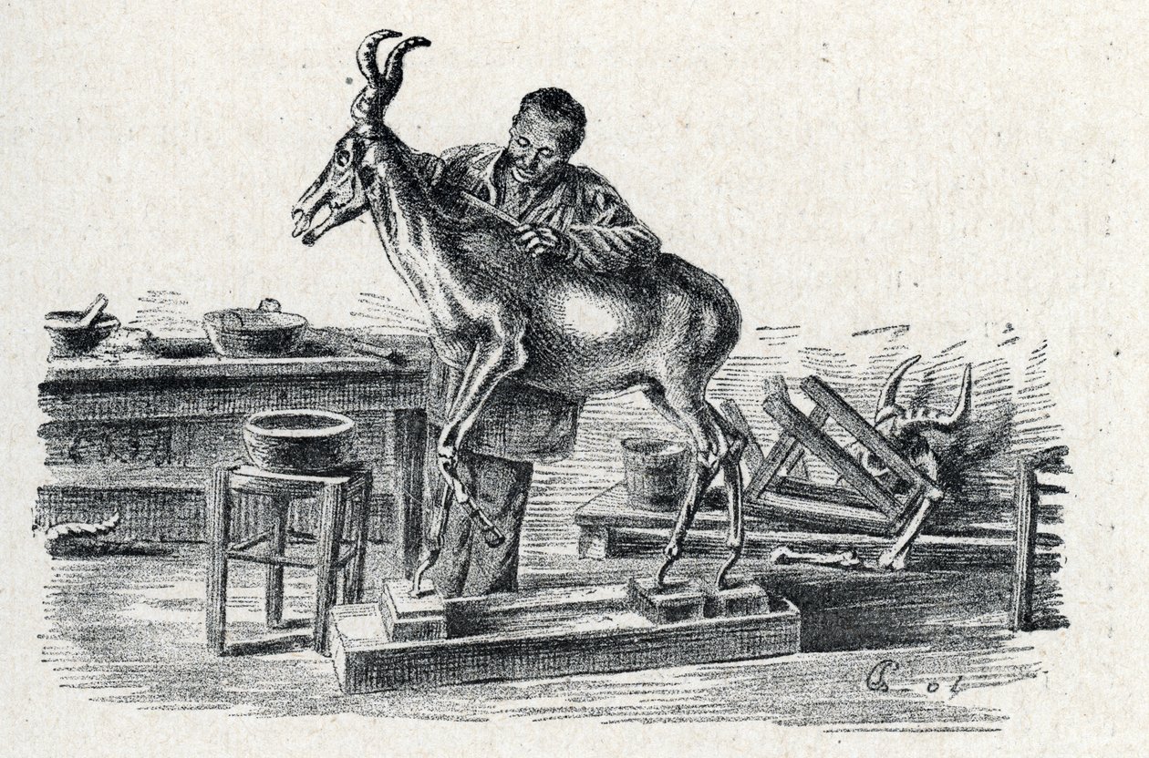 Taxidermie : un taxidermiste empaillant un bubale dans son atelier, gravure de « Excursion à travers les métiers » par Pierre Calmette, collection privée - Pierre Calmettes