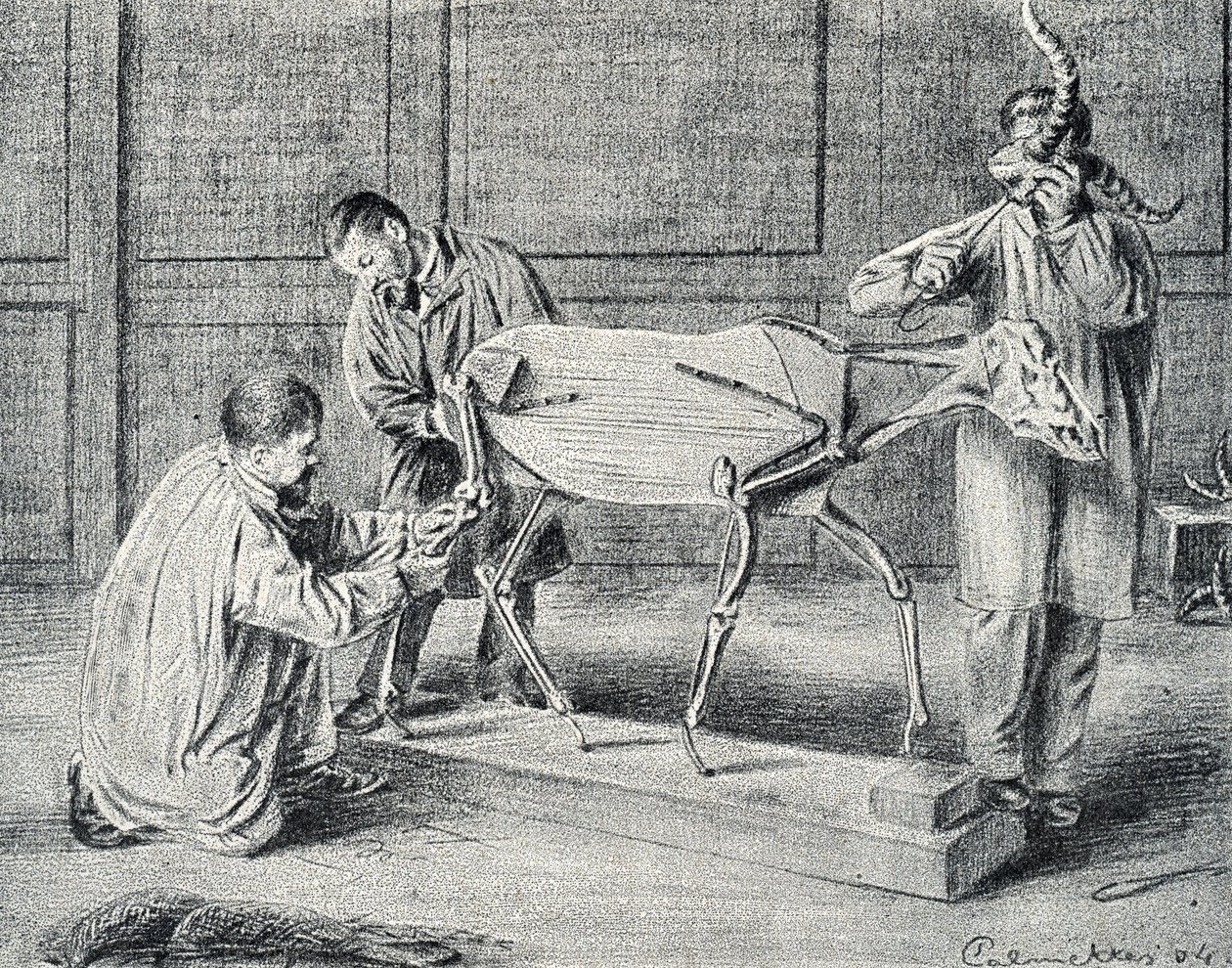 Taxidermie : taxidermistes préparant le squelette artificiel dans l