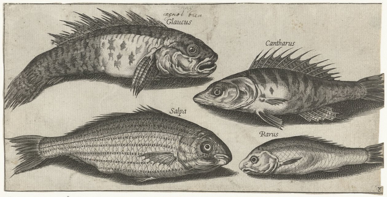 Poisson - Pierre Firens