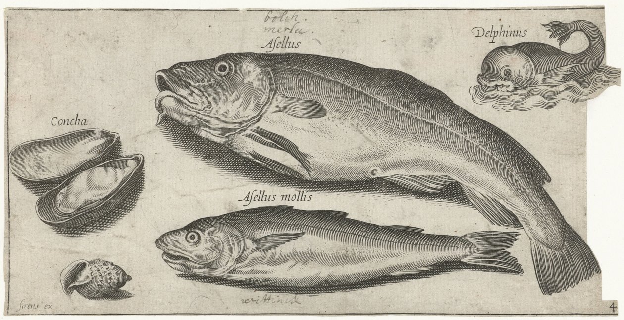 Morue, merlan, un dauphin et des coquillages - Pierre Firens