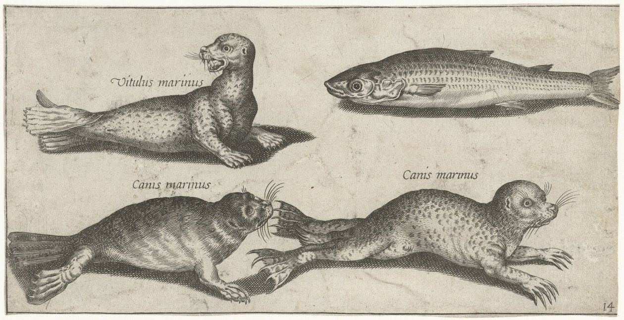 Deux phoques, un lion de mer et un mulet - Pierre Firens