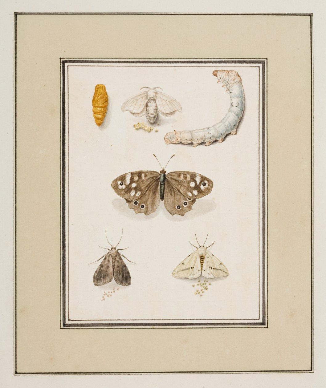 Papillons, Mites et Chenilles, c.1755-65 - Pierre Francois Ledoulx