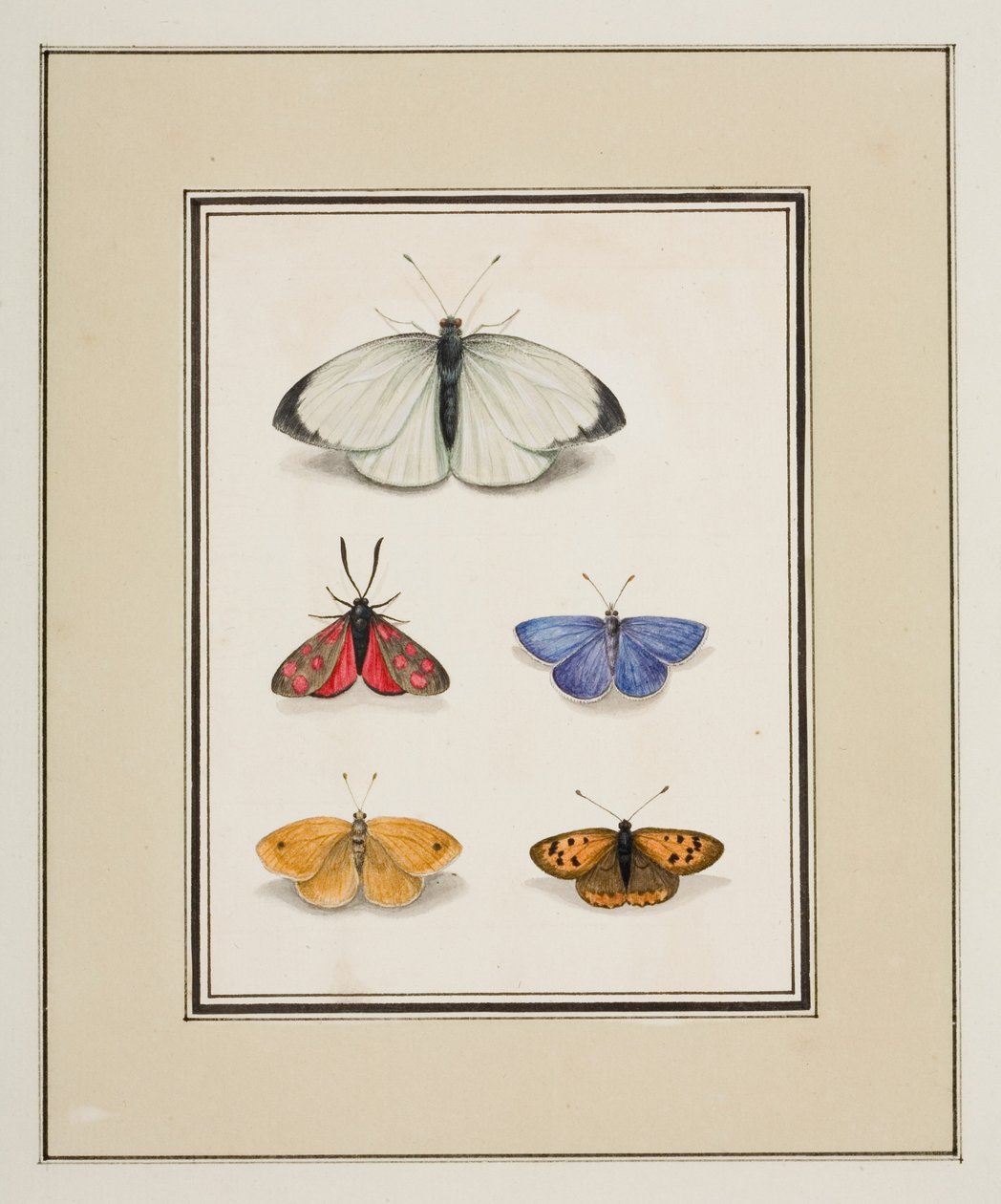 Papillons, vers 1755-65 - Pierre Francois Ledoulx