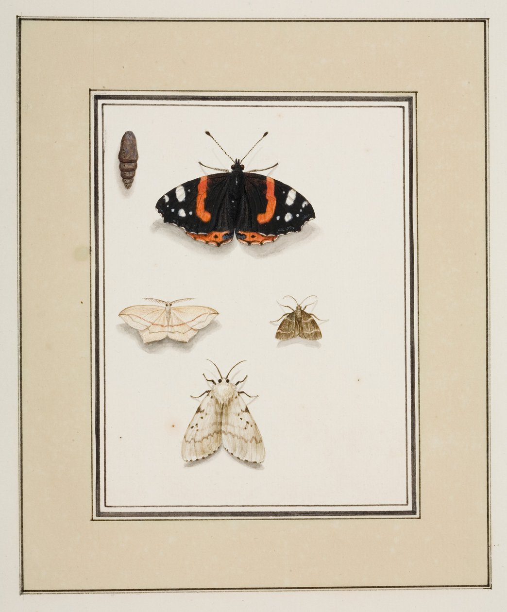 Papillons, c.1755-65 - Pierre Francois Ledoulx
