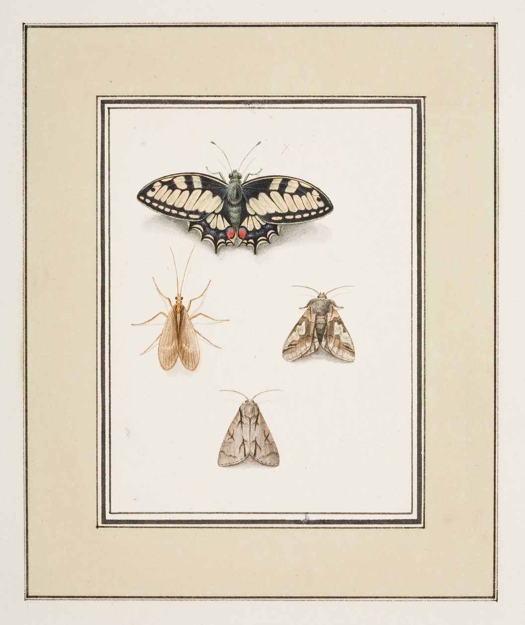Papillon Machaon, éphémère et deux papillons de nuit, c.1755-65 - Pierre Francois Ledoulx