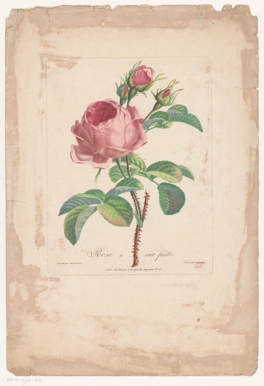 Rose à cent feuilles - Pierre François Legrand